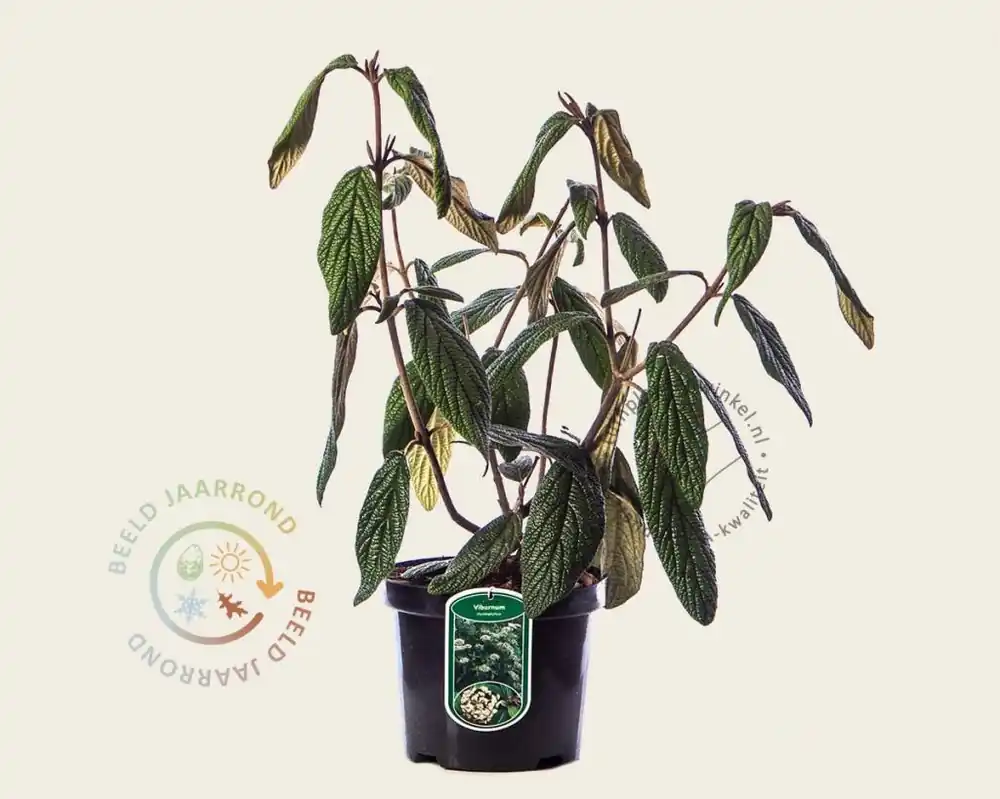 Viburnum rhytidophyllum | Meest verkocht
