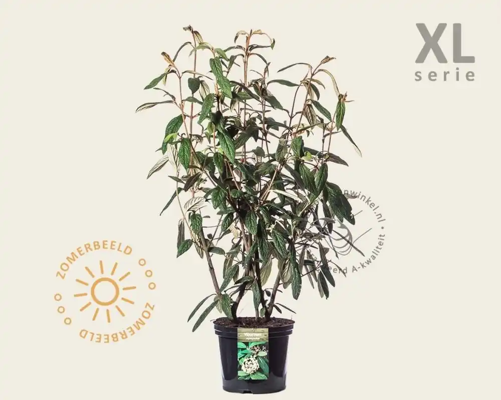 Veel voordeel - Viburnum rhytidophyllum - XL
