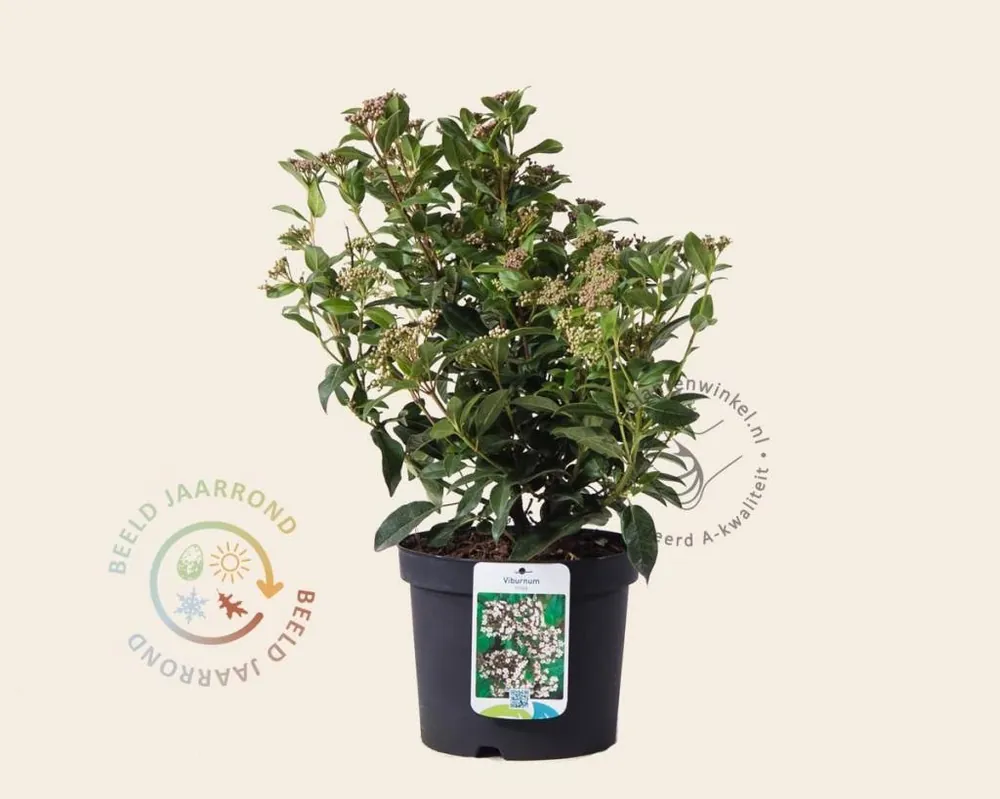 Flitsaanbieding - Viburnum tinus