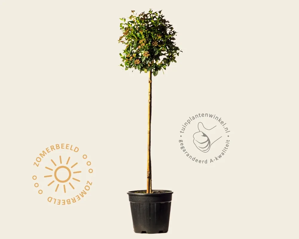Net toegevoegd - Viburnum tinus ‘Eve Price‘ op stam
