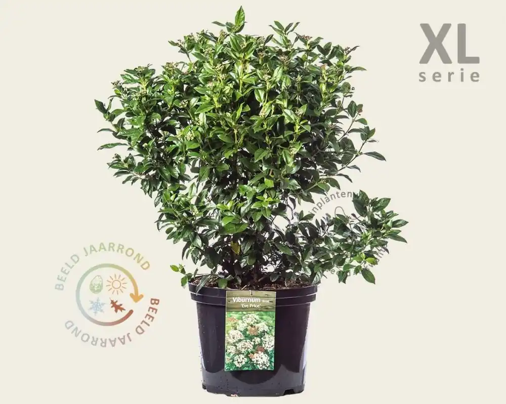 Viburnum tinus ‘Eve Price‘ - XL | Premiumkwaliteit
