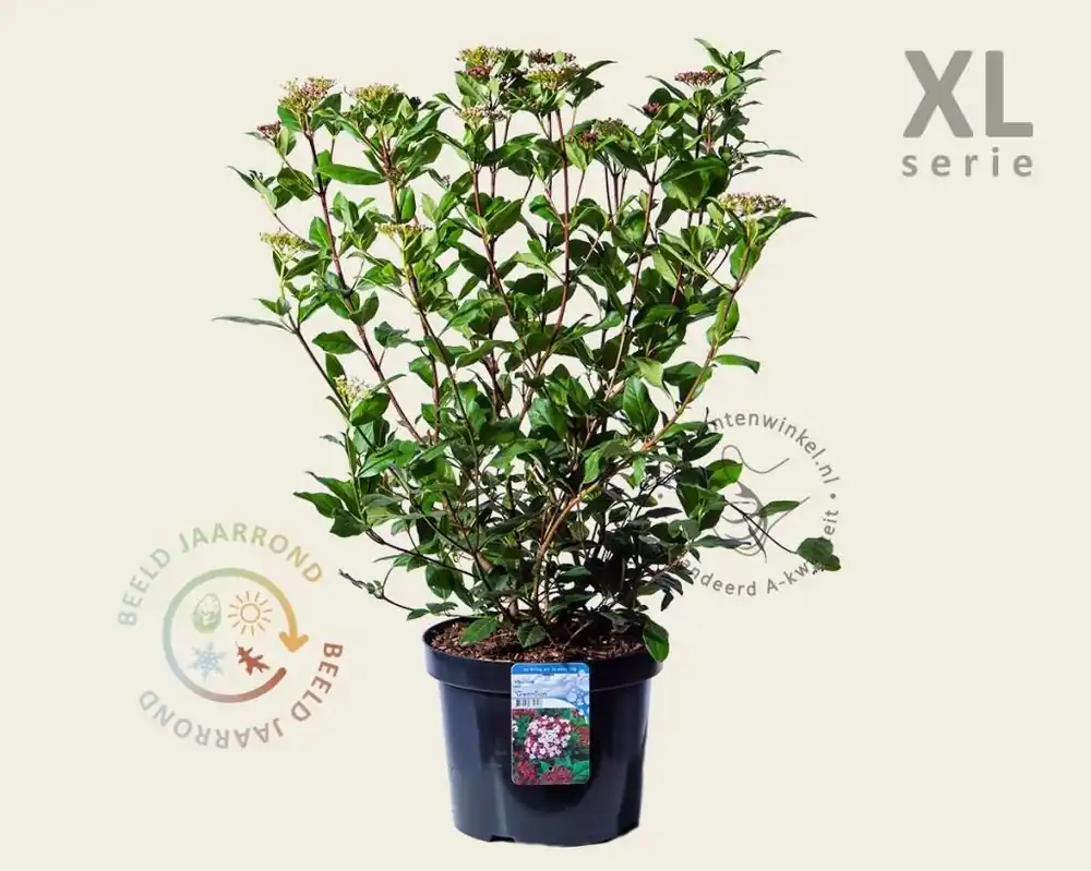 Viburnum tinus ‘Gwenllian‘ - XL | Bestel nu