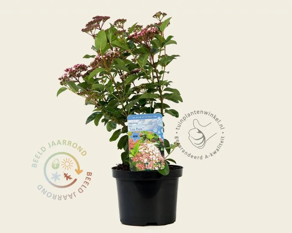 Nieuw product | Viburnum tinus ‘Lisarose‘