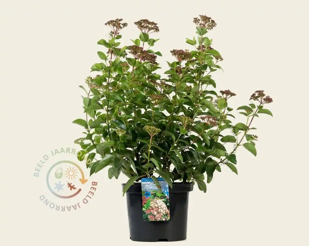 Voeg toe aan winkelwagen - Viburnum tinus ‘Lisarose‘