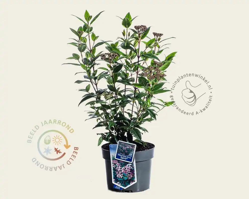 Topprijs | Viburnum tinus ‘Spirit‘