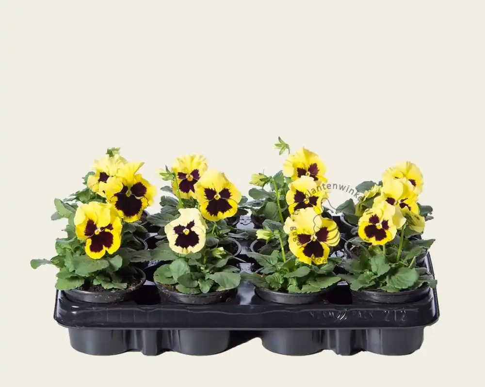 Viool Grootbloemig ‘Alpha Lemon met Oog‘ - Tray 12 st. - Topprijs