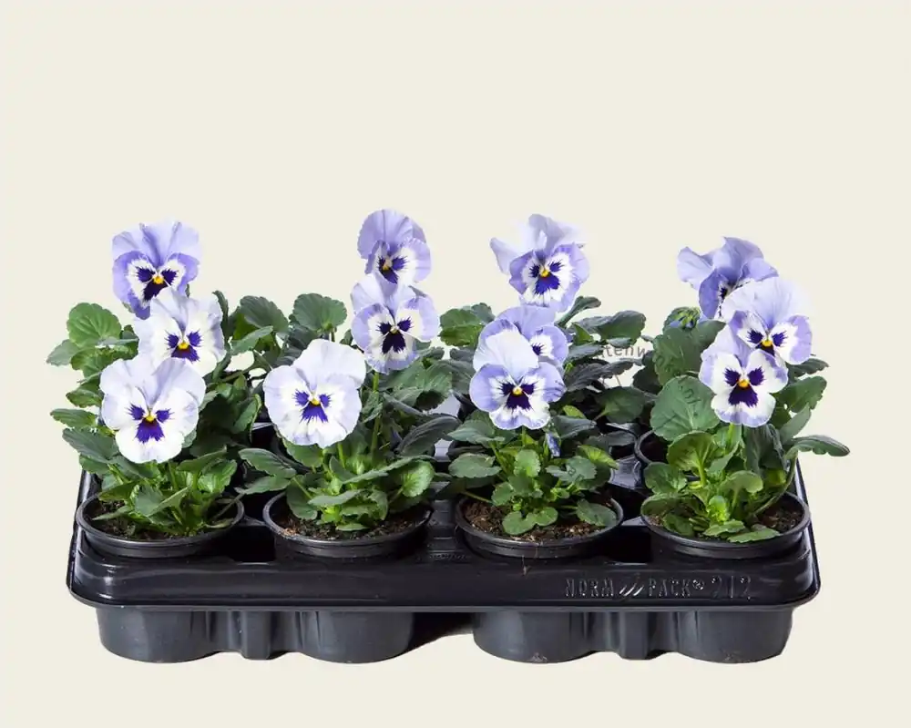 Verlaagde prijs - Viool Grootbloemig ‘Alpha Marina‘ - Tray 12 st.