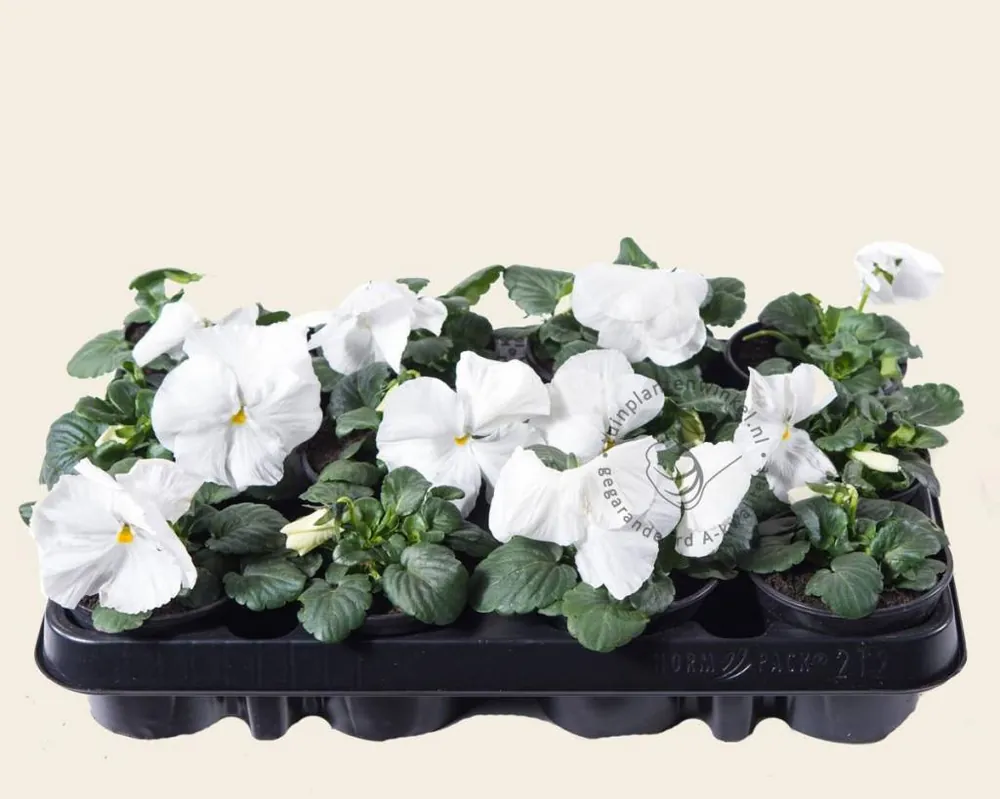 Viool Grootbloemig ‘Alpha Wit‘ - Tray 12 st. - Veilige betaling