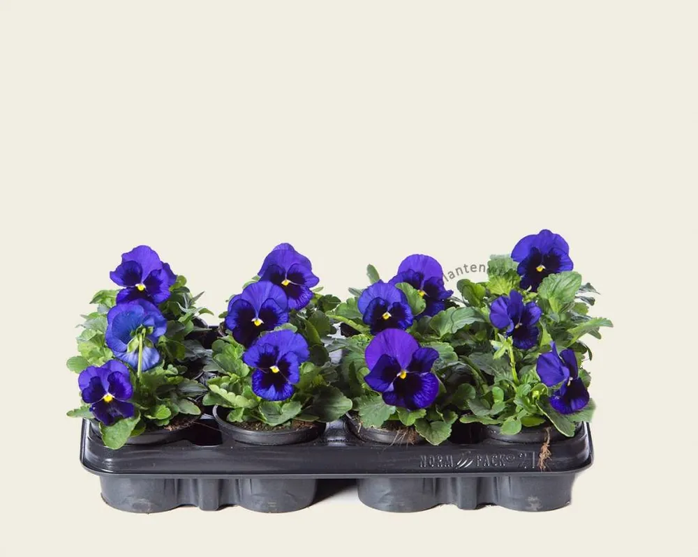 Uitverkoop - Viool Grootbloemig ‘Delta Blauw met Oog‘ - Tray 12 st.