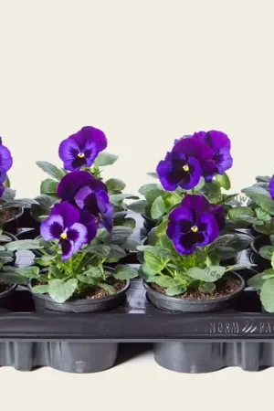 Snelle verzending | Viool Grootbloemig ‘Delta Neon Violet‘ - Tray 12 st.