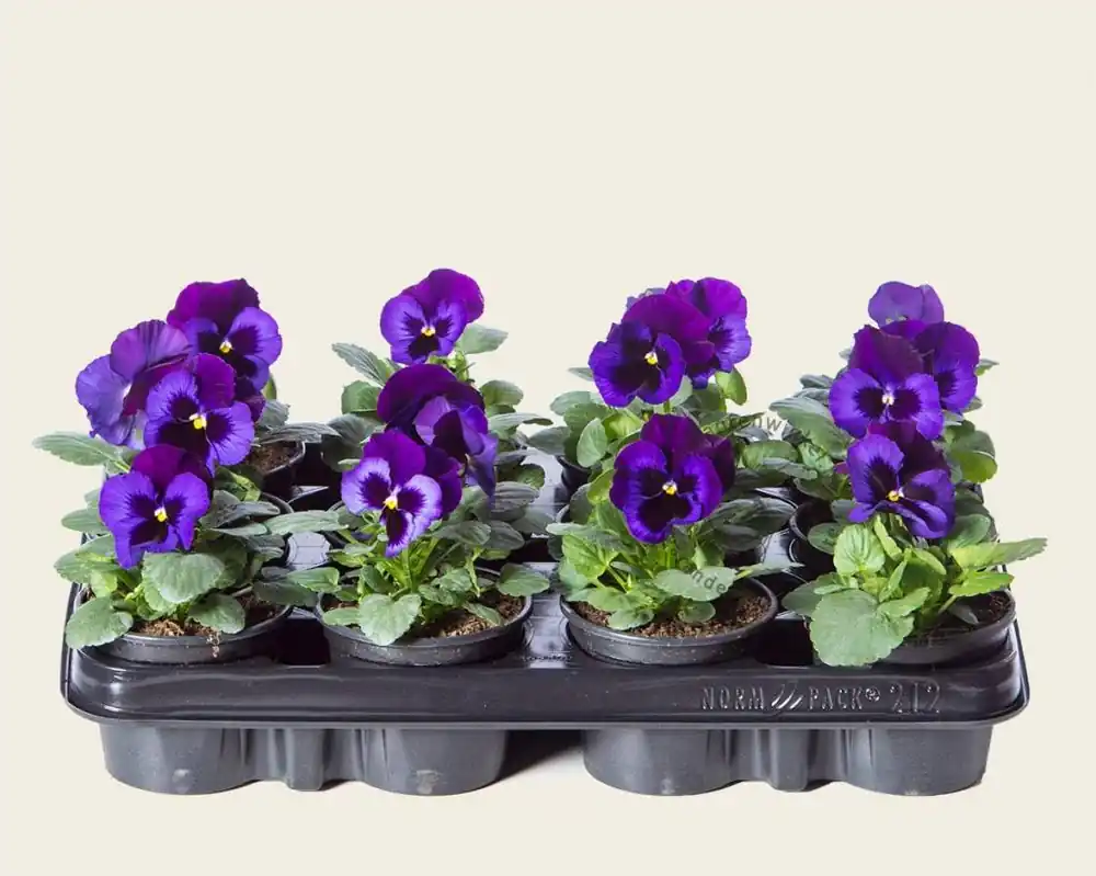 Snelle verzending | Viool Grootbloemig ‘Delta Neon Violet‘ - Tray 12 st.