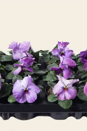 Bespaar nu - Viool Grootbloemig ‘Delta Purple Surprise‘ - Tray 12 st.