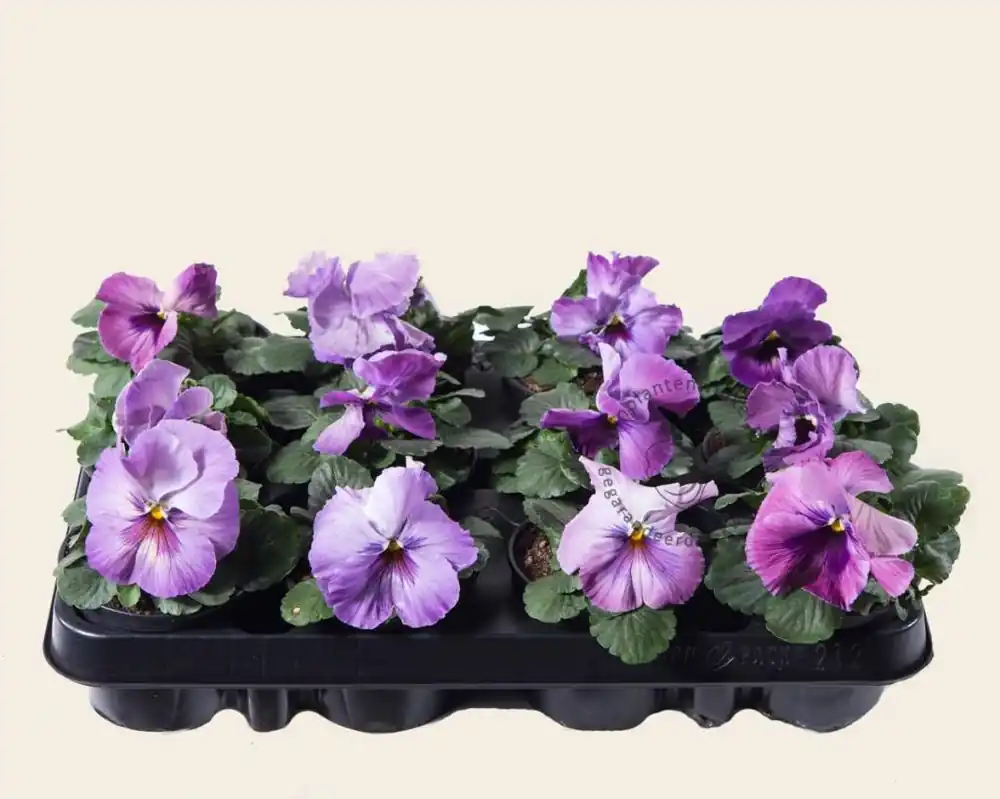 Bespaar nu - Viool Grootbloemig ‘Delta Purple Surprise‘ - Tray 12 st.