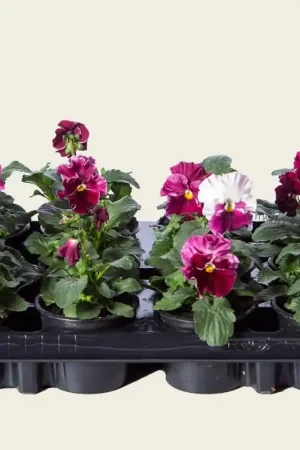 Bestseller | Viool Grootbloemig ‘Delta Strawberry Cream‘ - Tray 12 st.