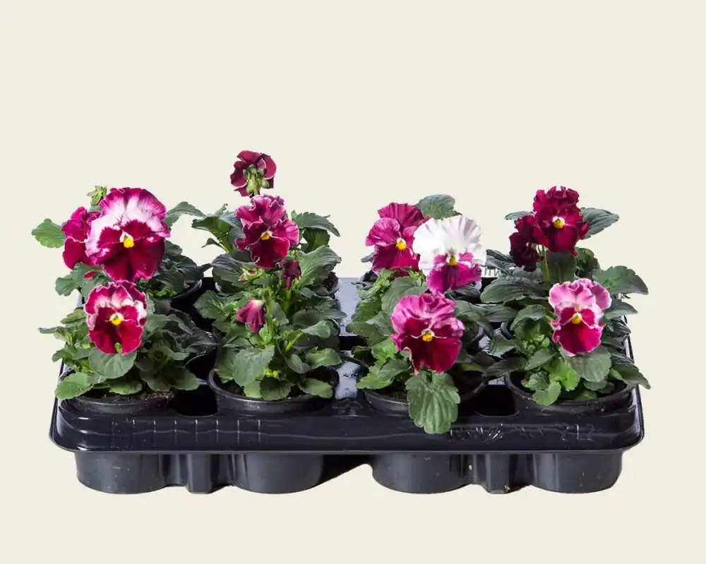 Bestseller | Viool Grootbloemig ‘Delta Strawberry Cream‘ - Tray 12 st.