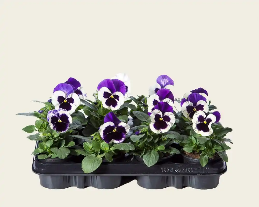 Tijdelijke aanbieding | Viool Grootbloemig ‘Delta Violet-wit‘ - Tray 12 st.