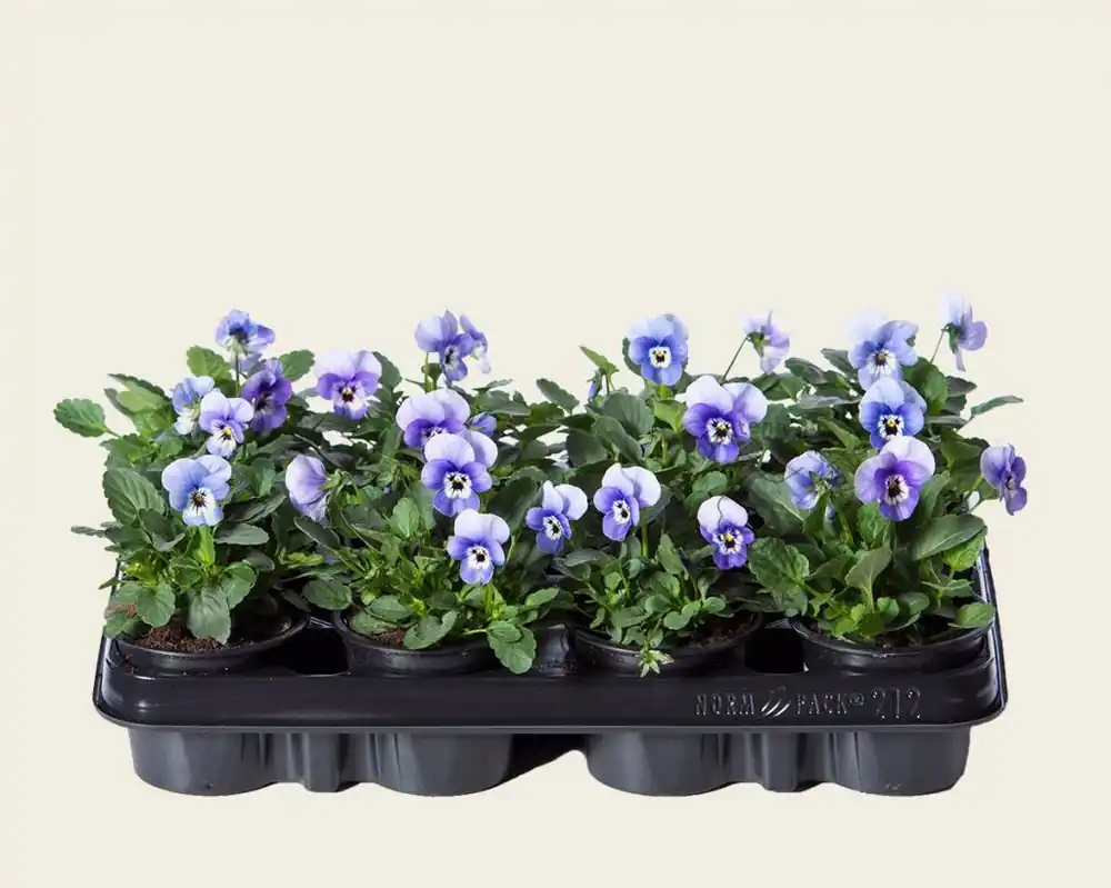 Laatste stuks - Viool Mini ‘Callisto Deep Marina‘ - Tray 12 st.