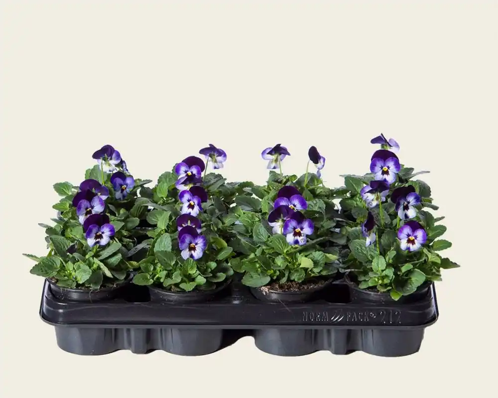 Viool Mini ‘Callisto Denim‘ - Tray 12 st. | Flitsaanbieding