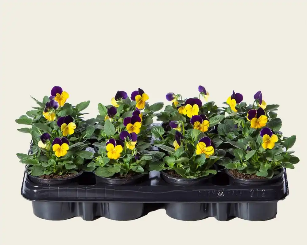 Viool Mini ‘Callisto Geel-paarse Vlag‘ - Tray 12 st. - Premiumkwaliteit