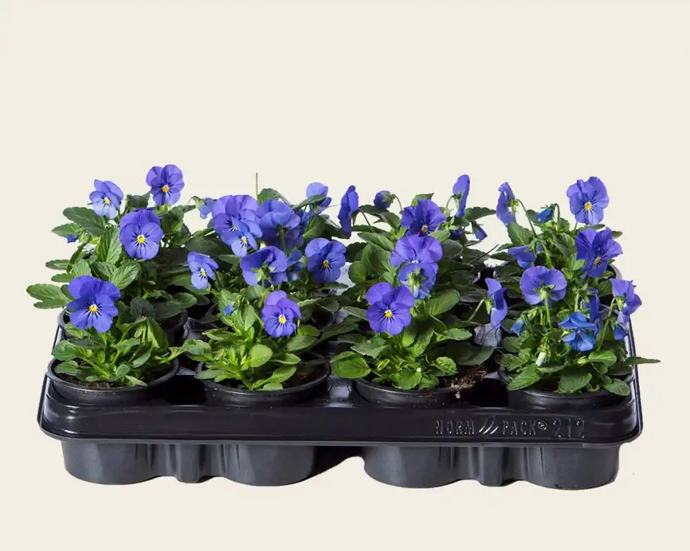Viool Mini ‘Callisto Hemelsblauw‘ - Tray 12 st. | Aanrader