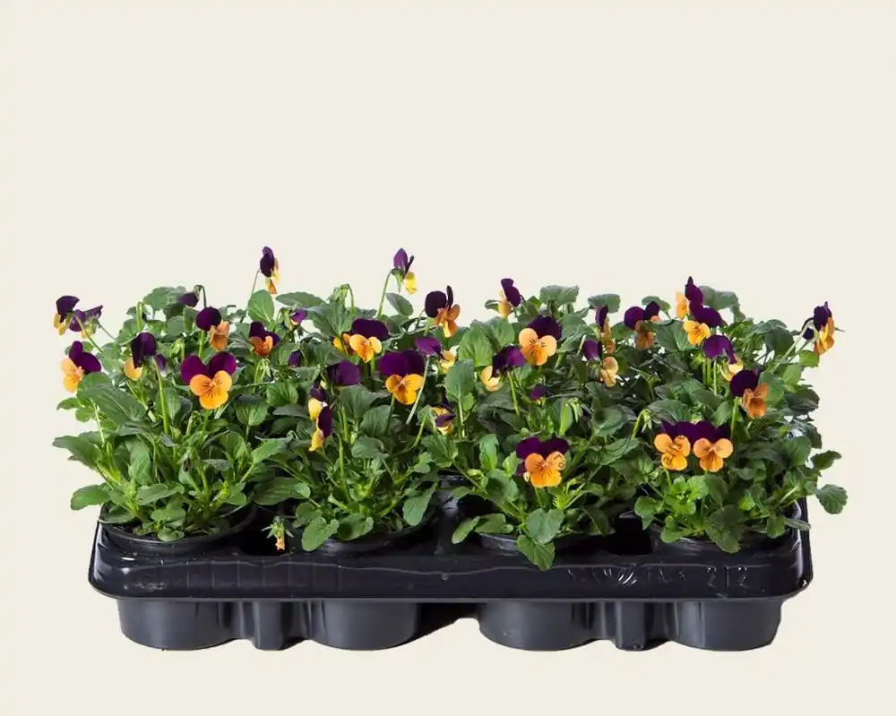Vanaf nu beschikbaar - Viool Mini ‘Callisto Oranje-paarse Vlag‘ - Tray 12 st.