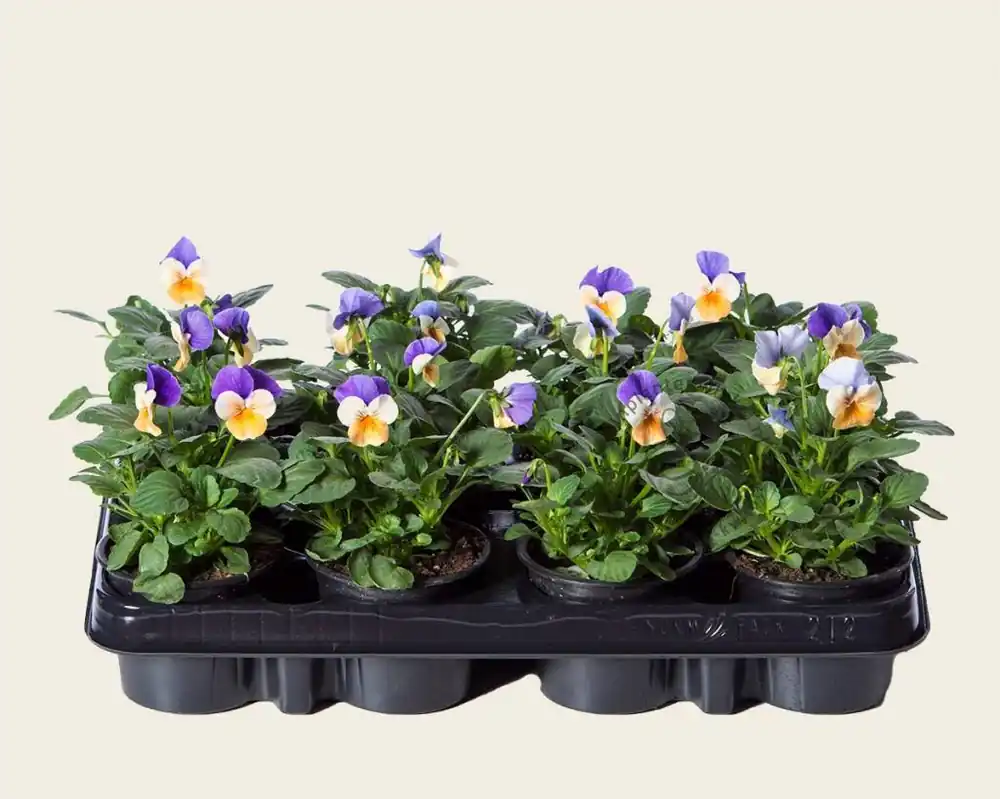 Viool Mini ‘Callisto Peach Duet‘ - Tray 12 st. | Populair