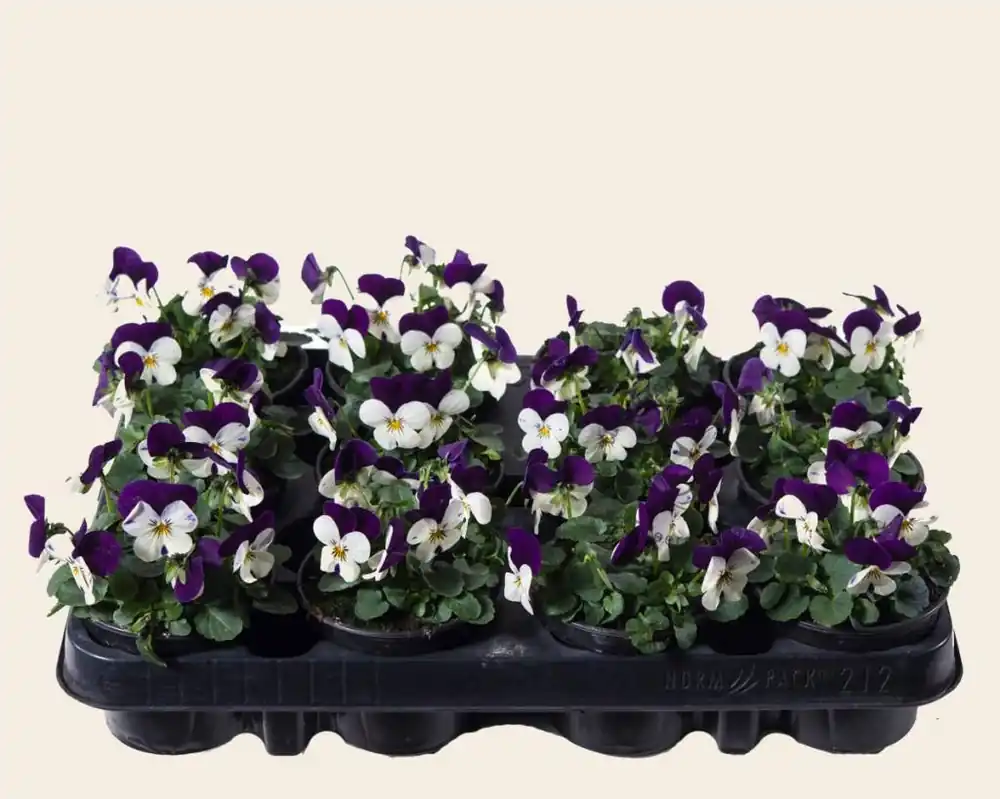 Hoge kwaliteit - Viool Mini ‘Callisto Wit-paarse Vlag‘ - Tray 12 st.