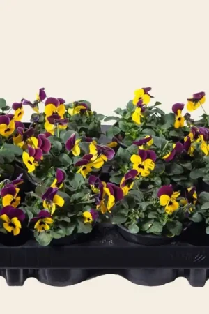 Koop vandaag | Viool Mini ‘Rocky Geel-rode Vlag‘ - Tray 12 st.