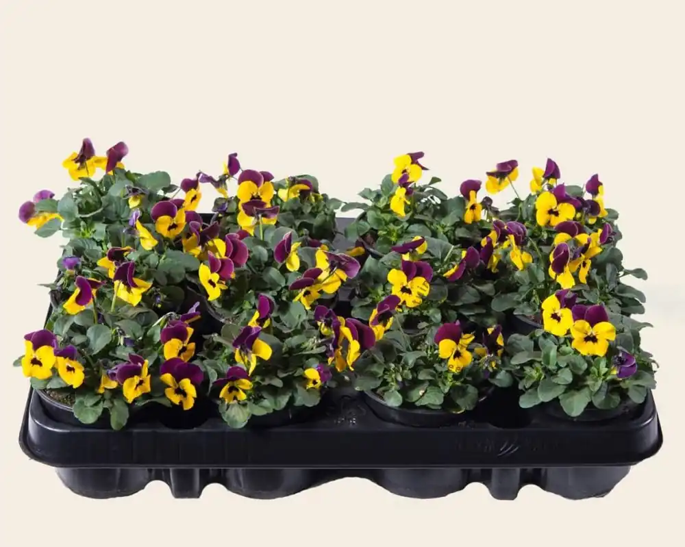Koop vandaag | Viool Mini ‘Rocky Geel-rode Vlag‘ - Tray 12 st.