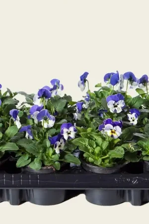 Mis het niet | Viool Mini ‘Sorbet Delfts Blauw‘ - Tray 12 st.
