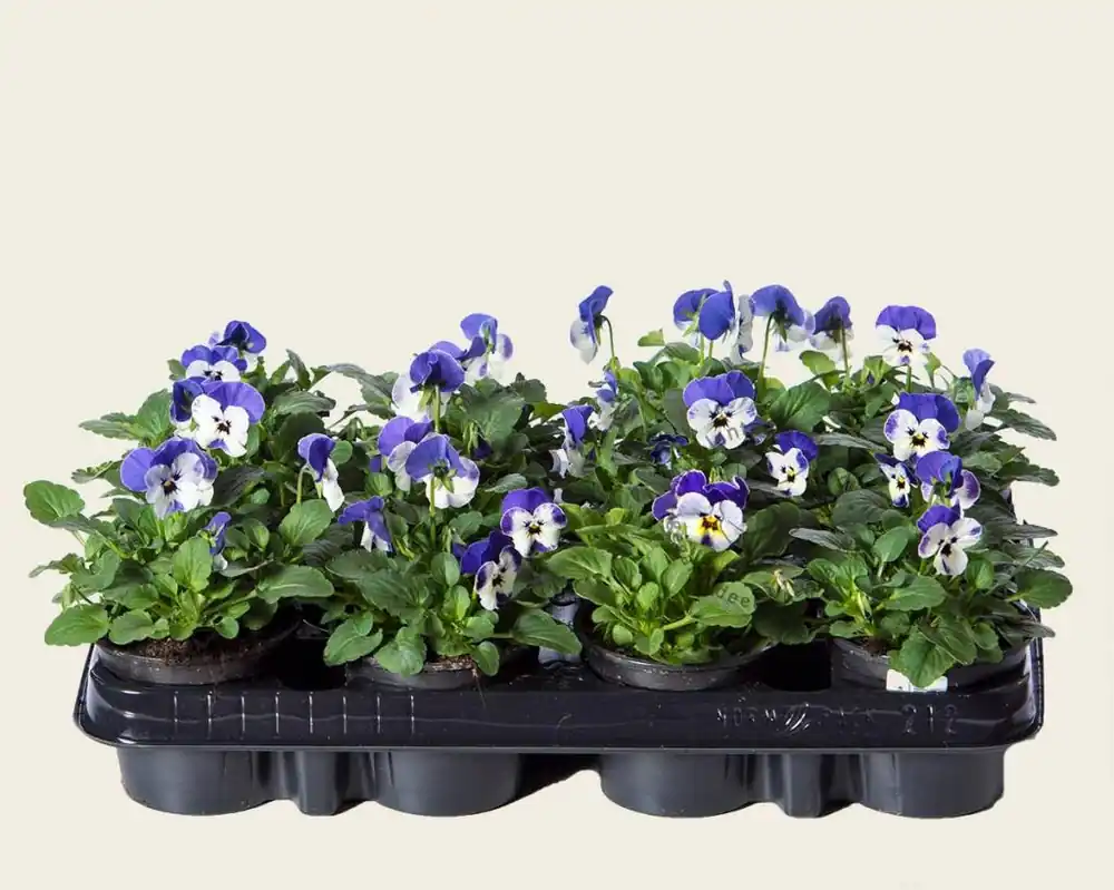Mis het niet | Viool Mini ‘Sorbet Delfts Blauw‘ - Tray 12 st.
