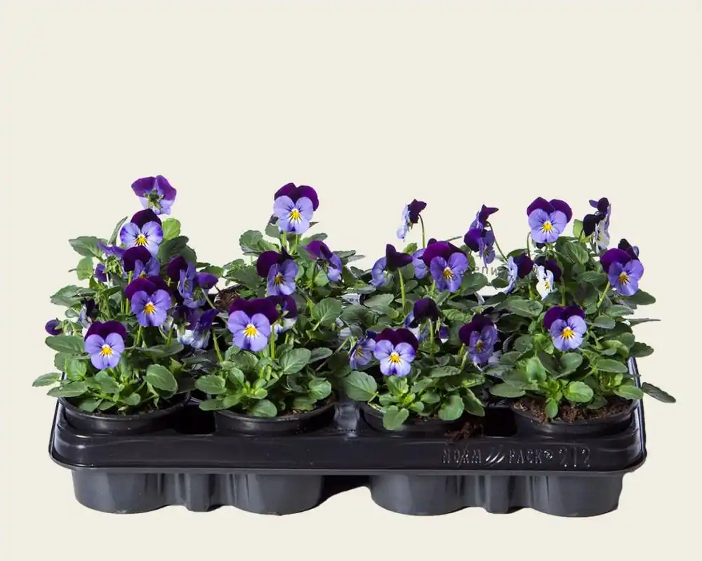 Viool Mini ‘Sorbet Denim Jump Up‘ - Tray 12 st. | Bestel vandaag