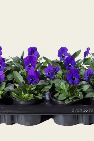 Viool Mini ‘Sorbet Donkerblauw met Oog‘ - Tray 12 st. - Expreslevering