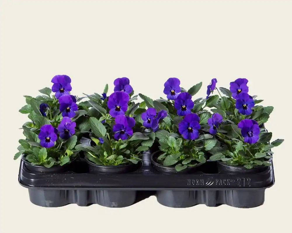 Viool Mini ‘Sorbet Donkerblauw met Oog‘ - Tray 12 st. - Expreslevering