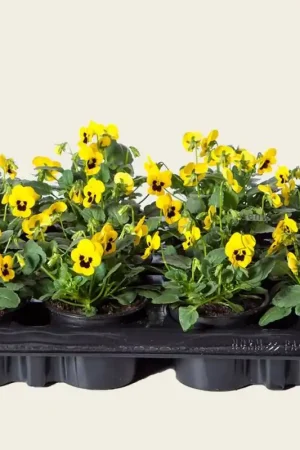 Nu beschikbaar - Viool Mini ‘Sorbet Geel met Oog‘ - Tray 12 st.