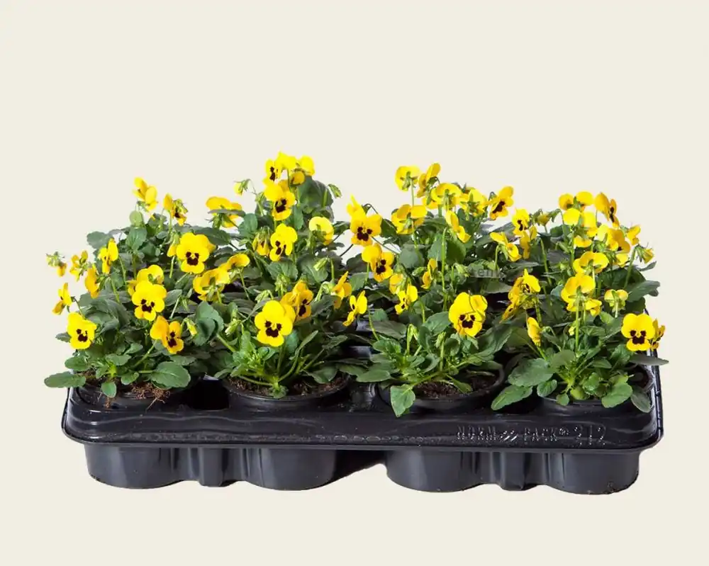 Nu beschikbaar - Viool Mini ‘Sorbet Geel met Oog‘ - Tray 12 st.