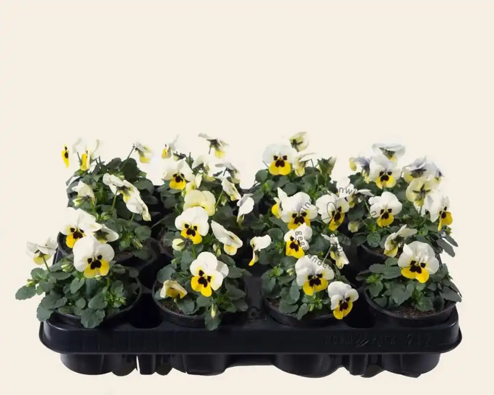 Topproduct | Viool Mini ‘Sorbet Lemon met Oog‘ - Tray 12 st.