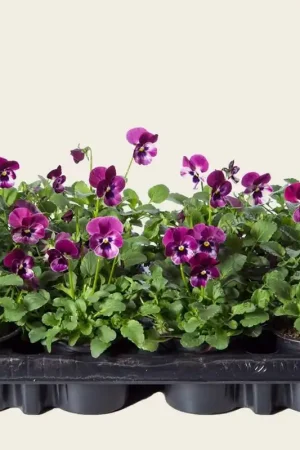 Viool Mini ‘Sorbet Raspberry‘ - Tray 12 st. | Topdeal