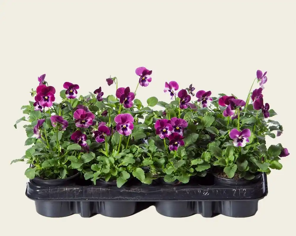 Viool Mini ‘Sorbet Raspberry‘ - Tray 12 st. | Topdeal