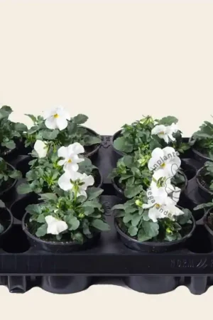 Professionele kwaliteit | Viool Mini ‘Sorbet Wit‘ - Tray 12 st.