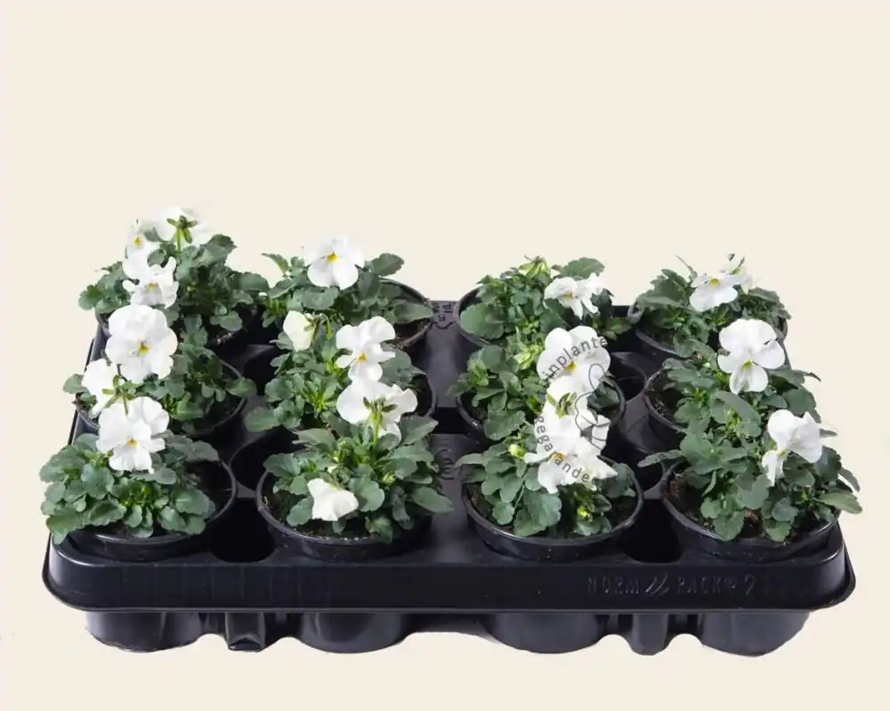 Professionele kwaliteit | Viool Mini ‘Sorbet Wit‘ - Tray 12 st.