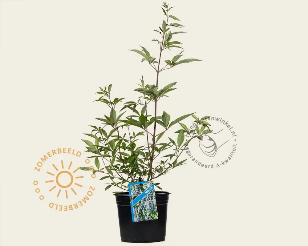 Hoog gewaardeerd - Vitex agnus-castus