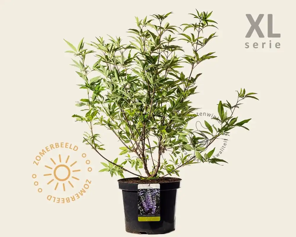Premiumkwaliteit - Vitex agnus-castus - XL