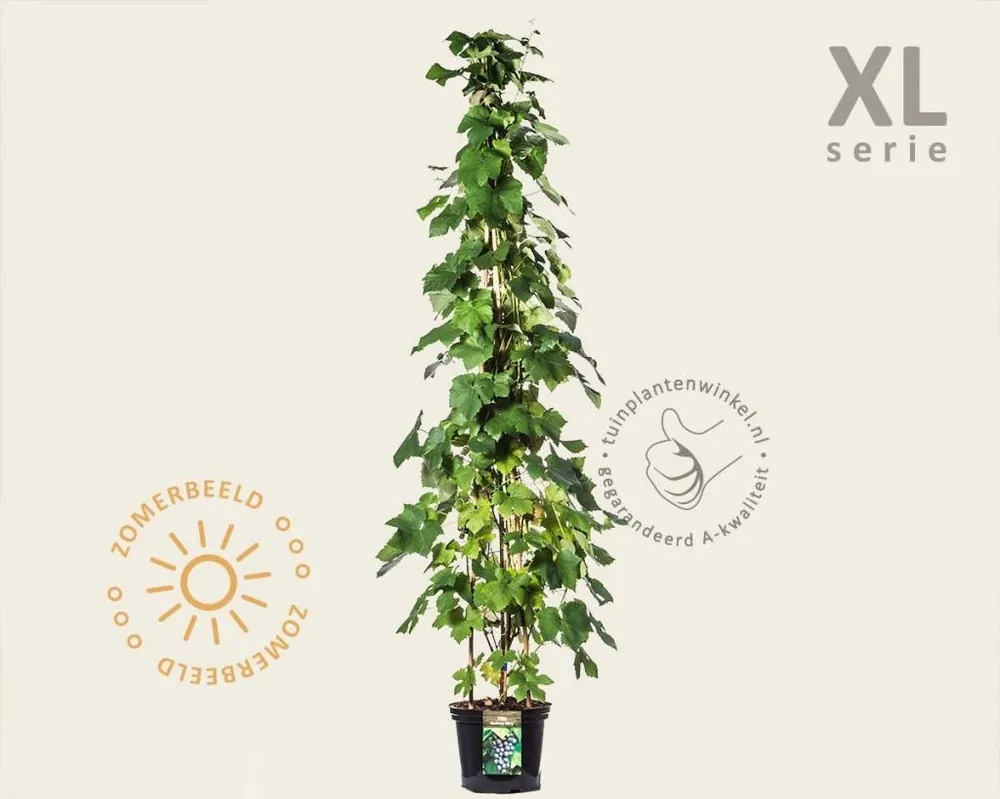 Online kopen - Vitis ‘Boskoop Glory‘ - XL