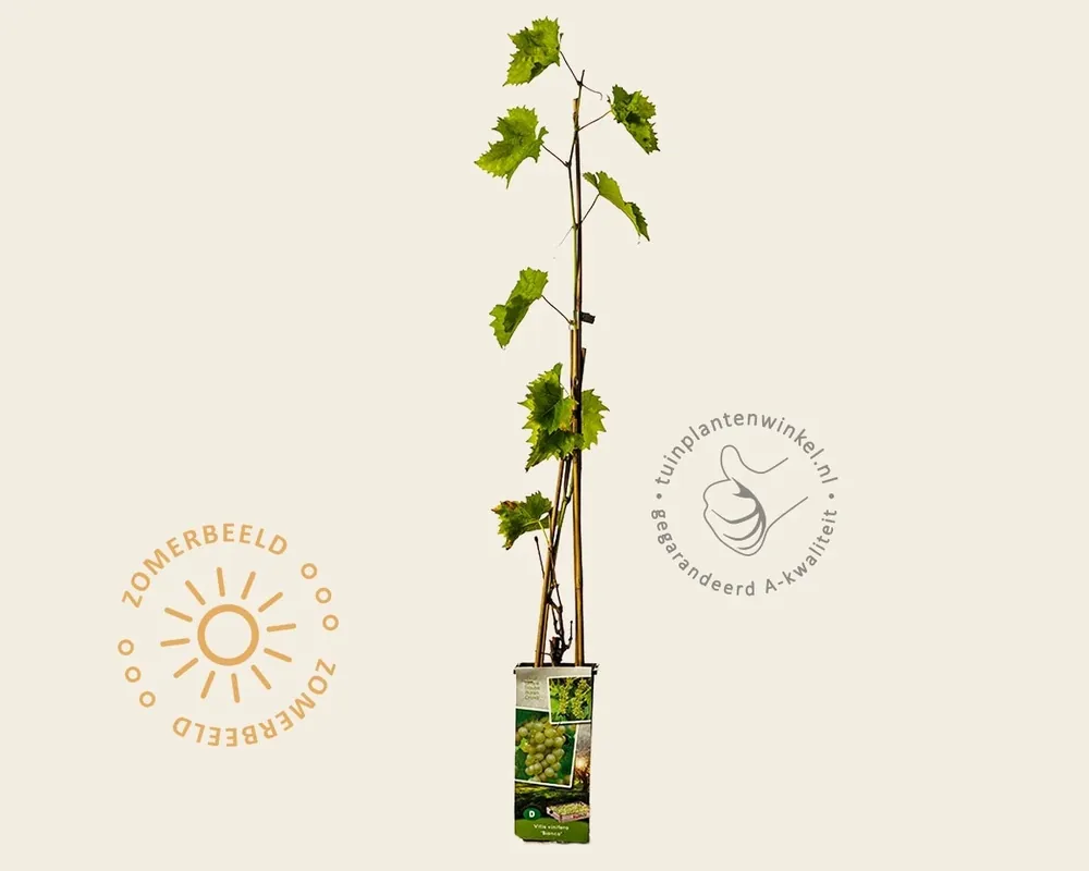 Extra korting - Vitis vinifera ‘Bianca‘