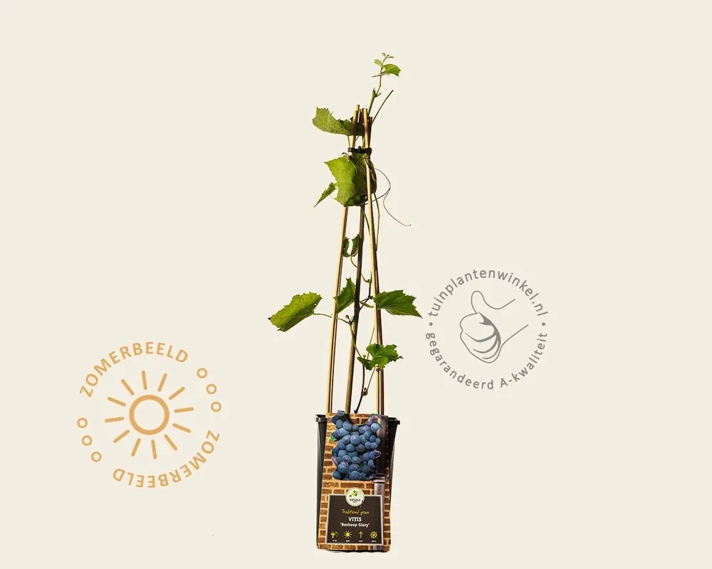 Online bestellen | Vitis vinifera ‘Boskoop Glory‘