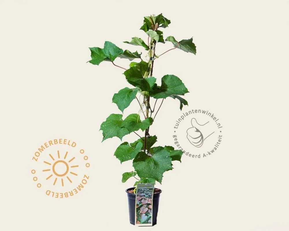 Vitis vinifera ‘Coignetiae‘ | Professionele kwaliteit