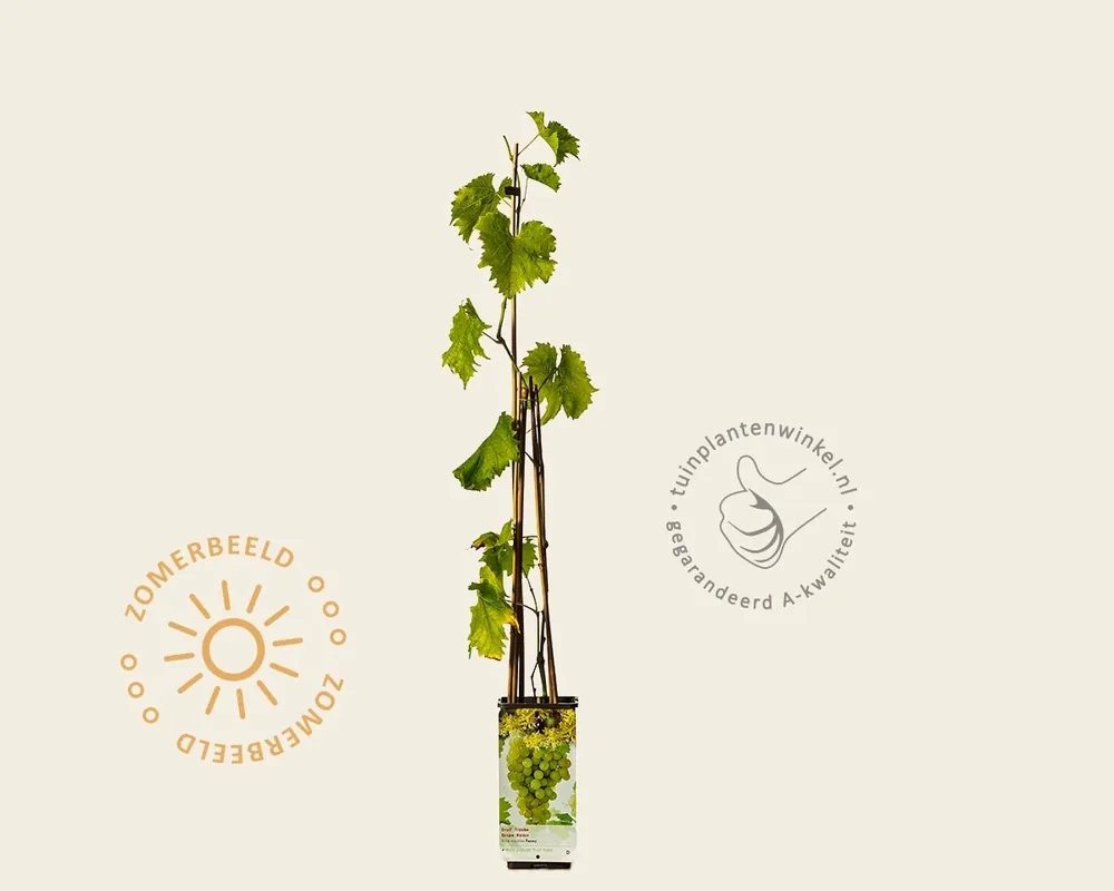 Vitis vinifera ‘Fanny‘ | Veilige betaling