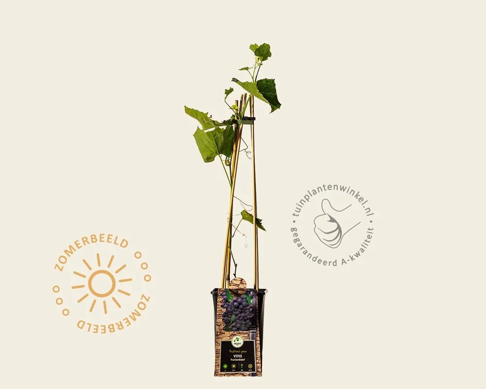 Nieuw binnen - Vitis vinifera ‘Frankenthaler‘