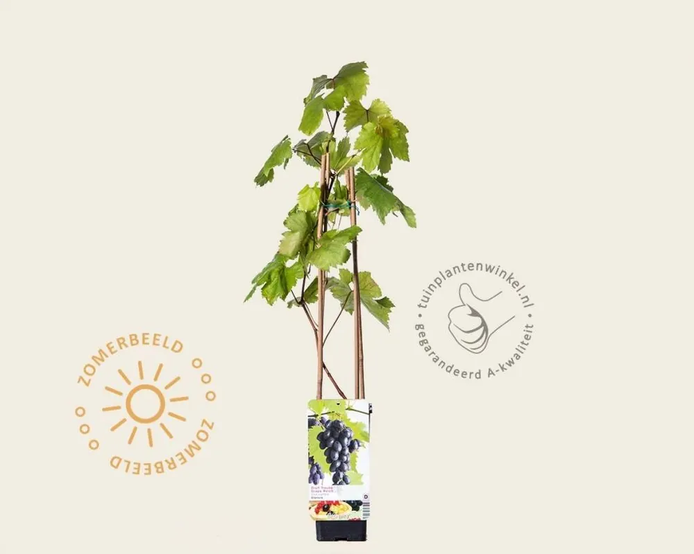 Direct leverbaar | Vitis vinifera ‘Heike‘